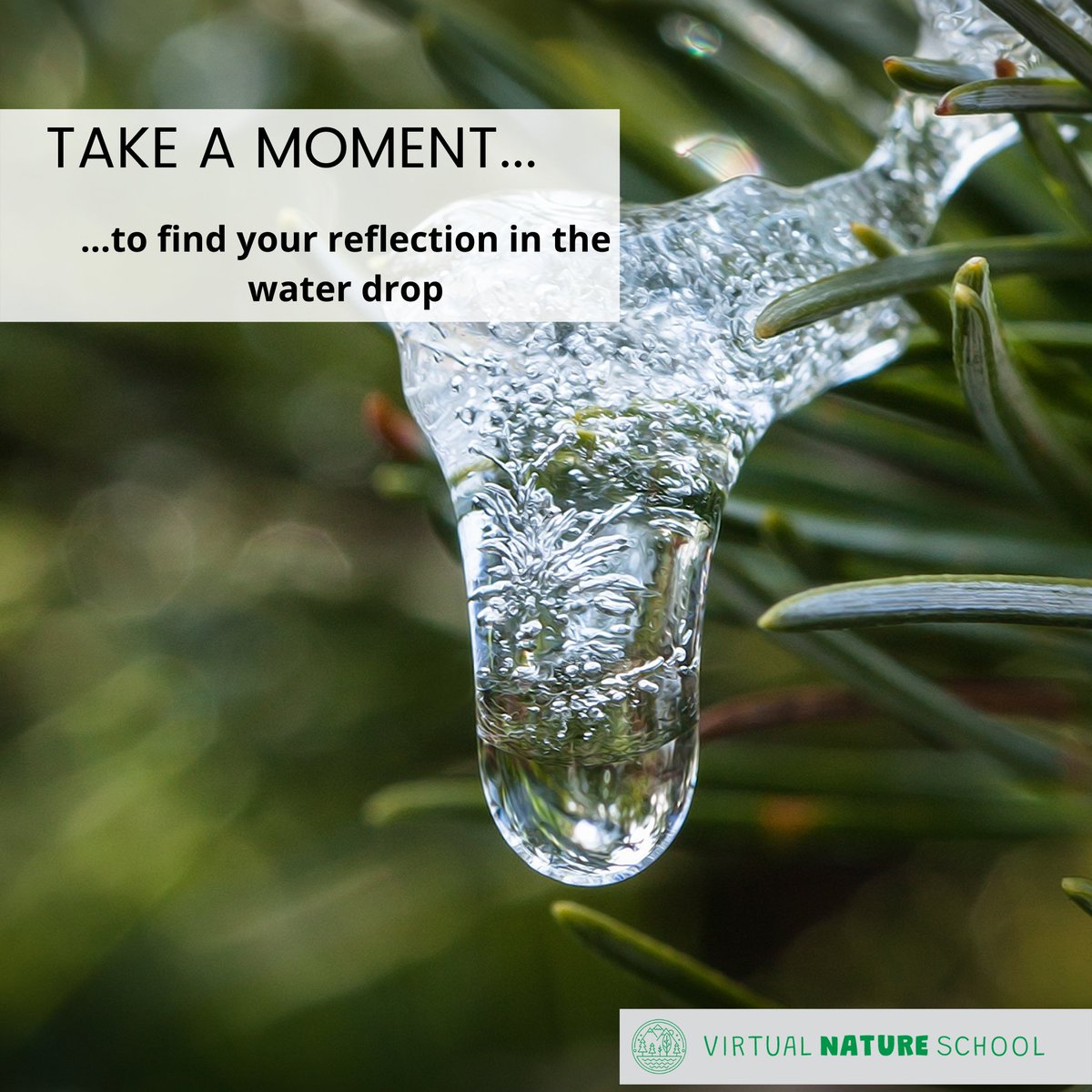 Virtual Nature School 🏴󠁧󠁢󠁳󠁣󠁴󠁿 tweet media