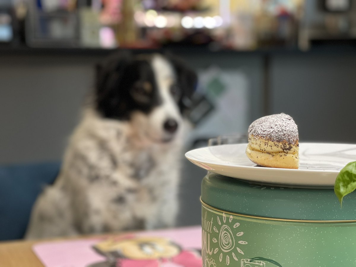 #temptation #happycarnival #loveourdogs #dogsarefamily <a href="/marionwaba/">Marion Waba</a> <a href="/ChristlSamuely/">Christine Samuely</a>