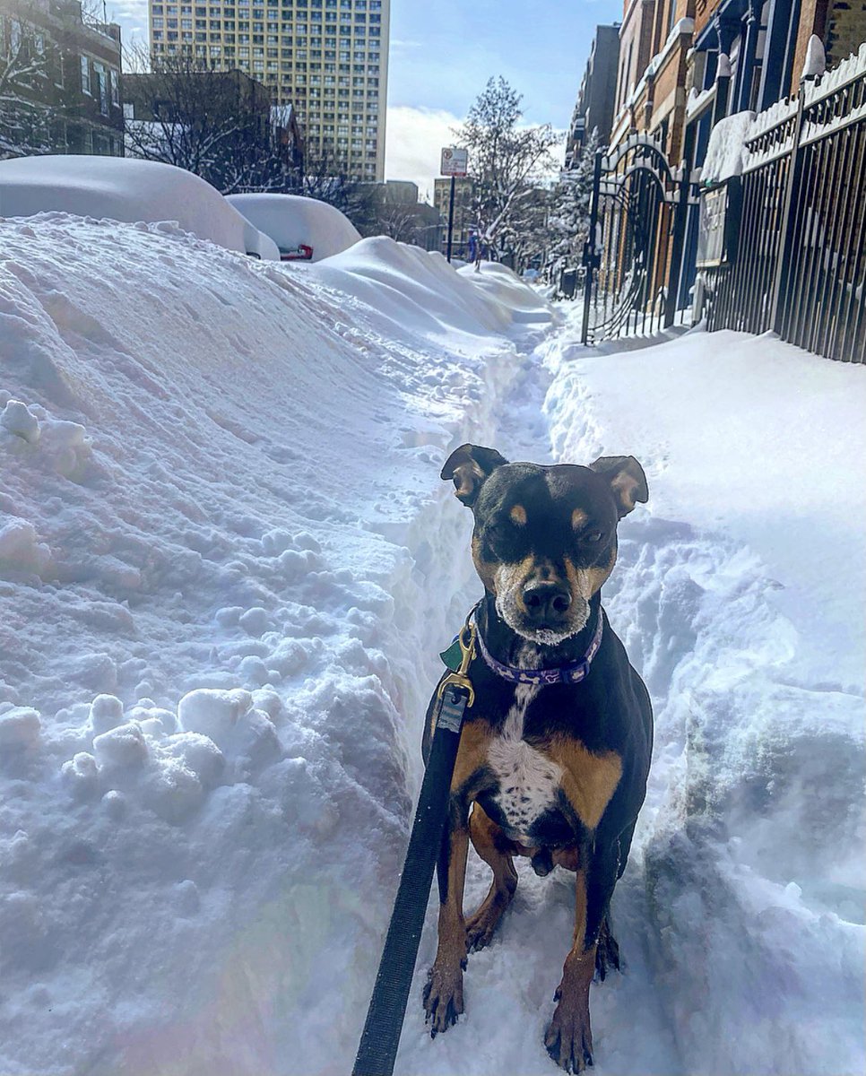 Danielle_MAFS's tweet image. “Seems like a great day to poop in the house.” -my dogs. ☃️ #chicagoproblems #dogmomprobs #Chiberia #Snowmageddon2021