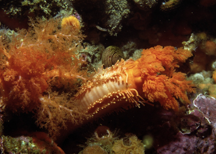 #SalishSea News: Orange sea cuke, Simpson's plan, gray whales, whale songs, shrub-steppe, Winterwatch, SeaDoc leader bit.ly/3djE0xp