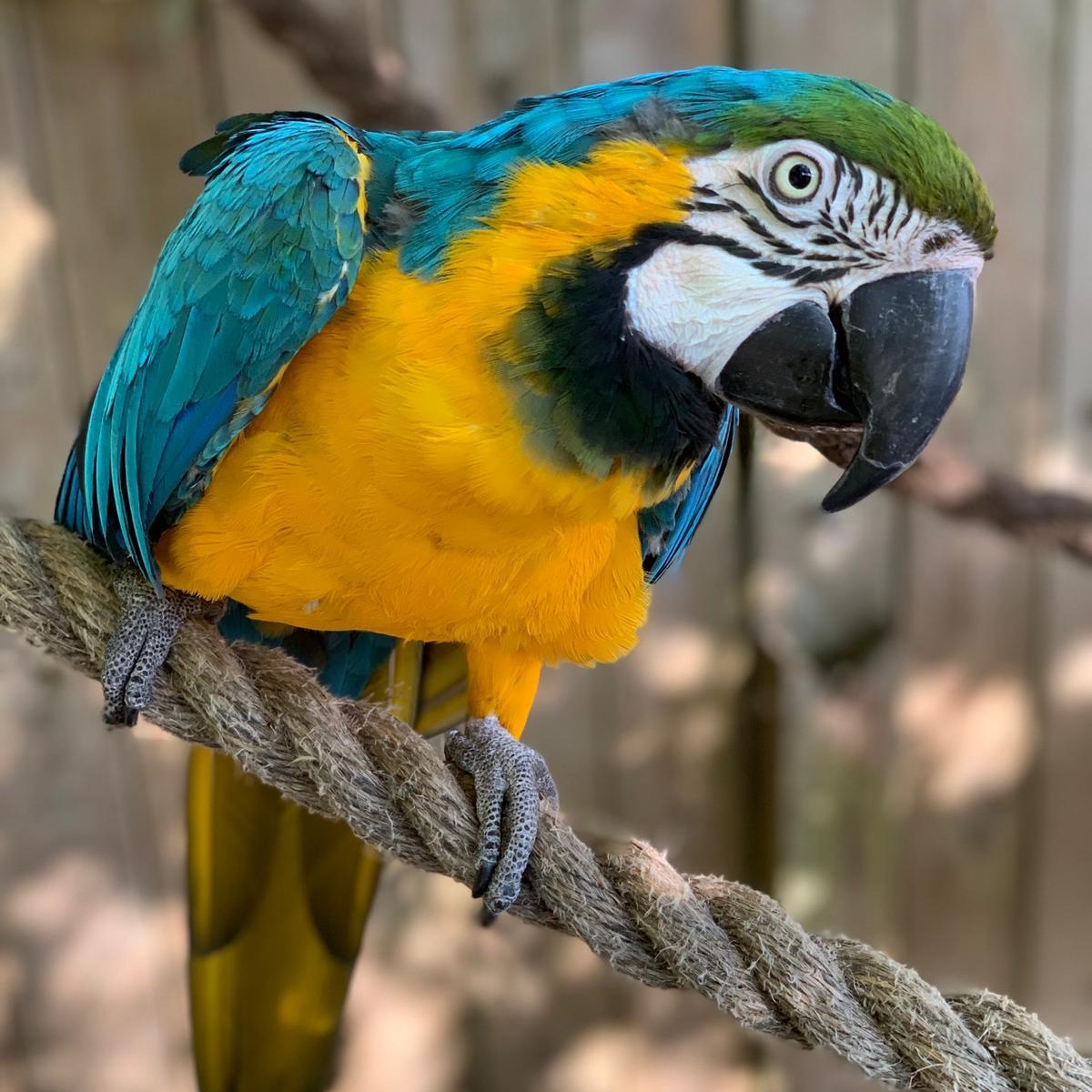 Becky Falls Dartmoor tweet media