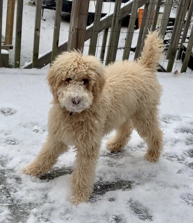 Teresa Oglesby (@oglesby4) on Twitter photo Josies first snow (McCalla) @Fox6Clare Josies first snow (McCalla) @Fox6Clare