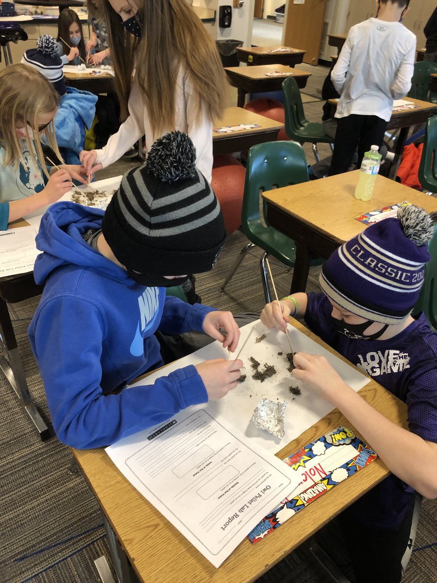 owl pellets!