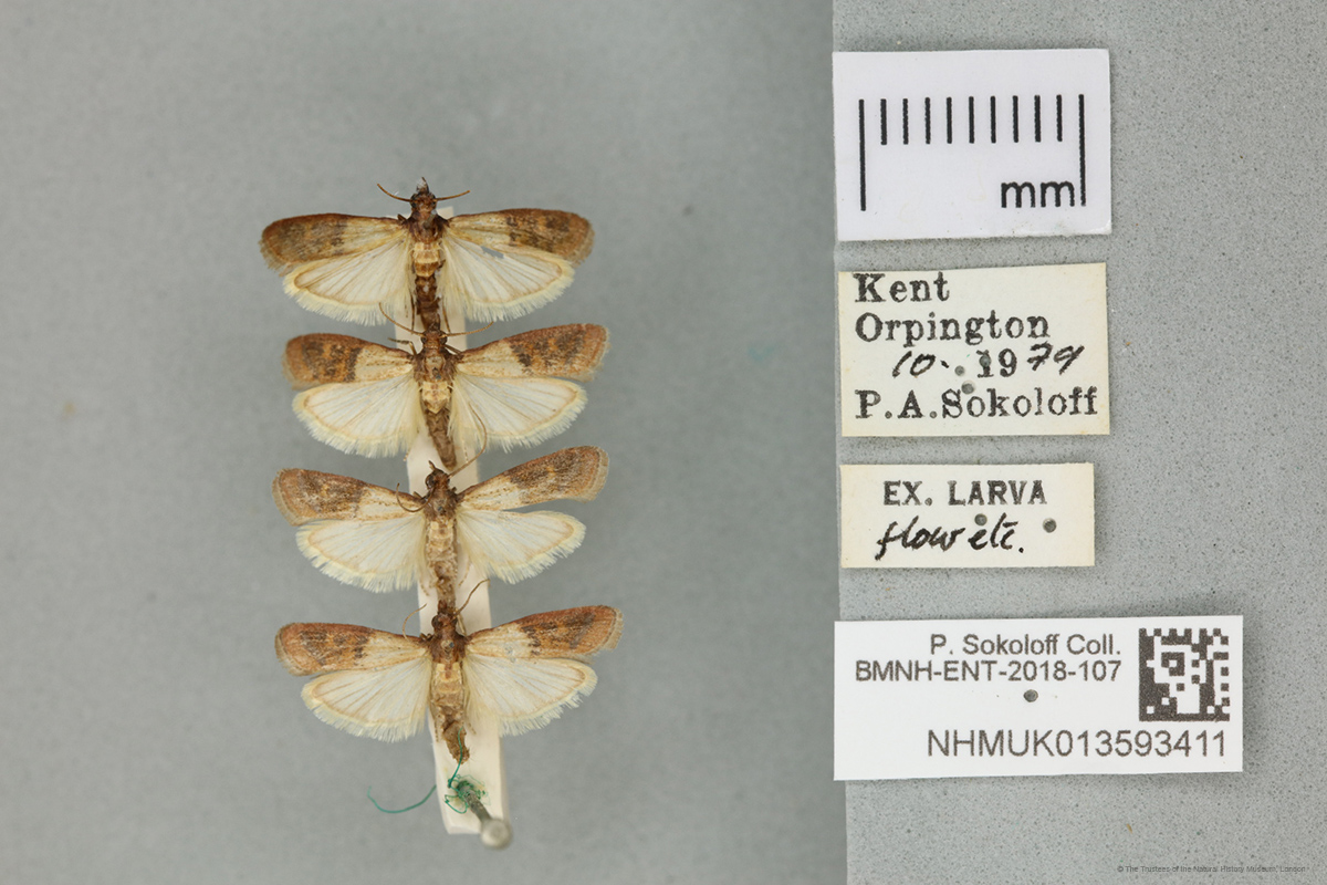 Digitising the NHM tweet media