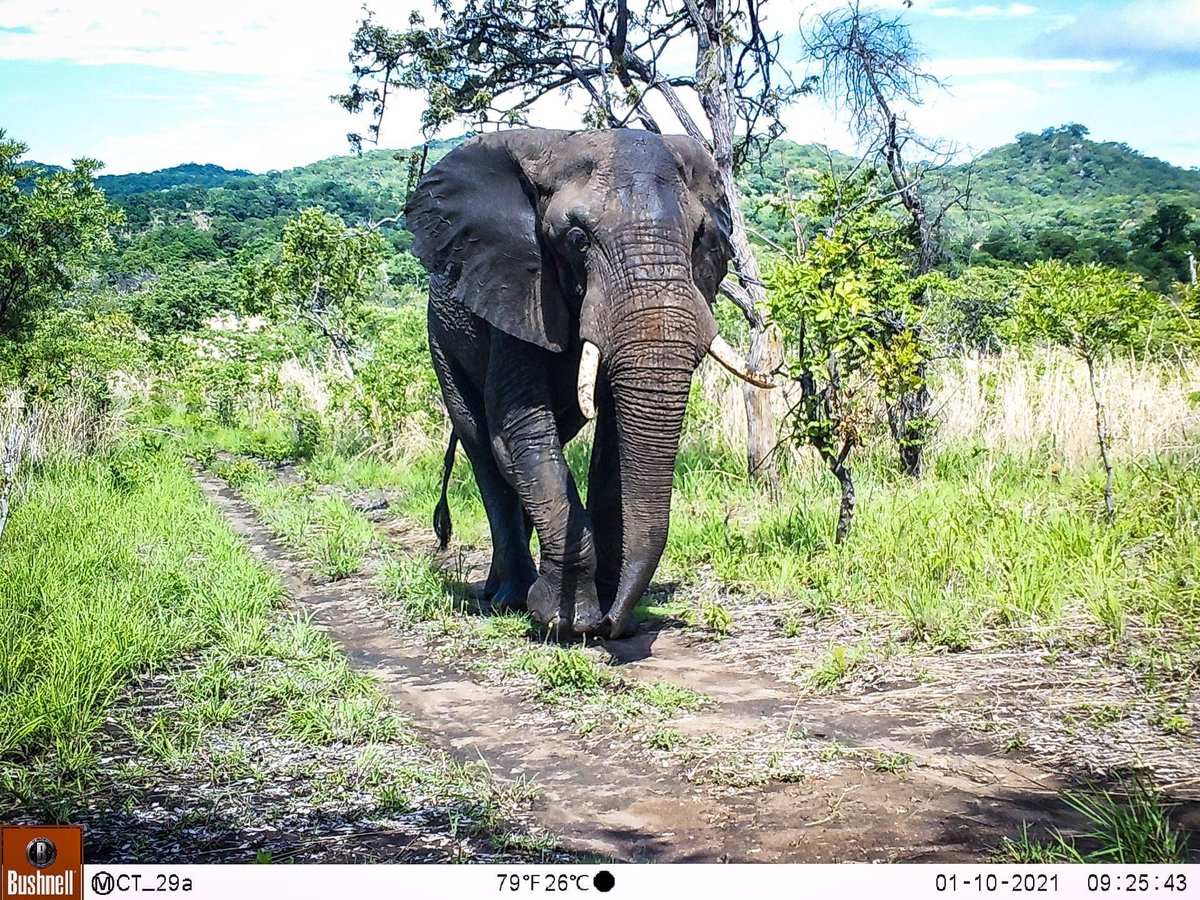 Mr M,  was part of the largest and most significant elephant translocation in human history. from Liwonde to Nkhotakota. However, shortly afterwards he decided to leave there and has found himself in Thuma.