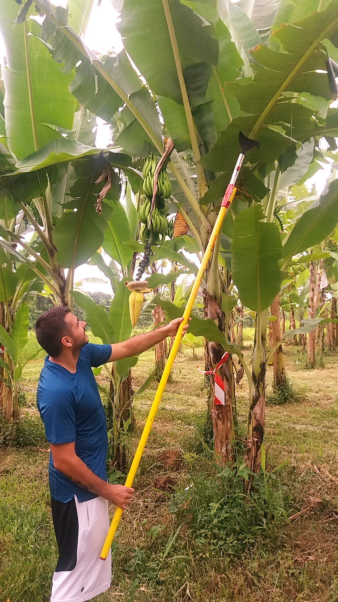 PHIM_research's tweet photo. [#phimPhD] A world without #banana? Fear not, Thomas Dumartinet is defending his PhD on 26/02 at 2.00 pm on the causative agent of the most recent worldwide pandemic on #banana #FBI #PATHS @Cirad @Supagro @umontpellier @Anses_fr 

Follow [in french] on https://t.co/pbWHSfsQRm https://t.co/RStvp3RQhd