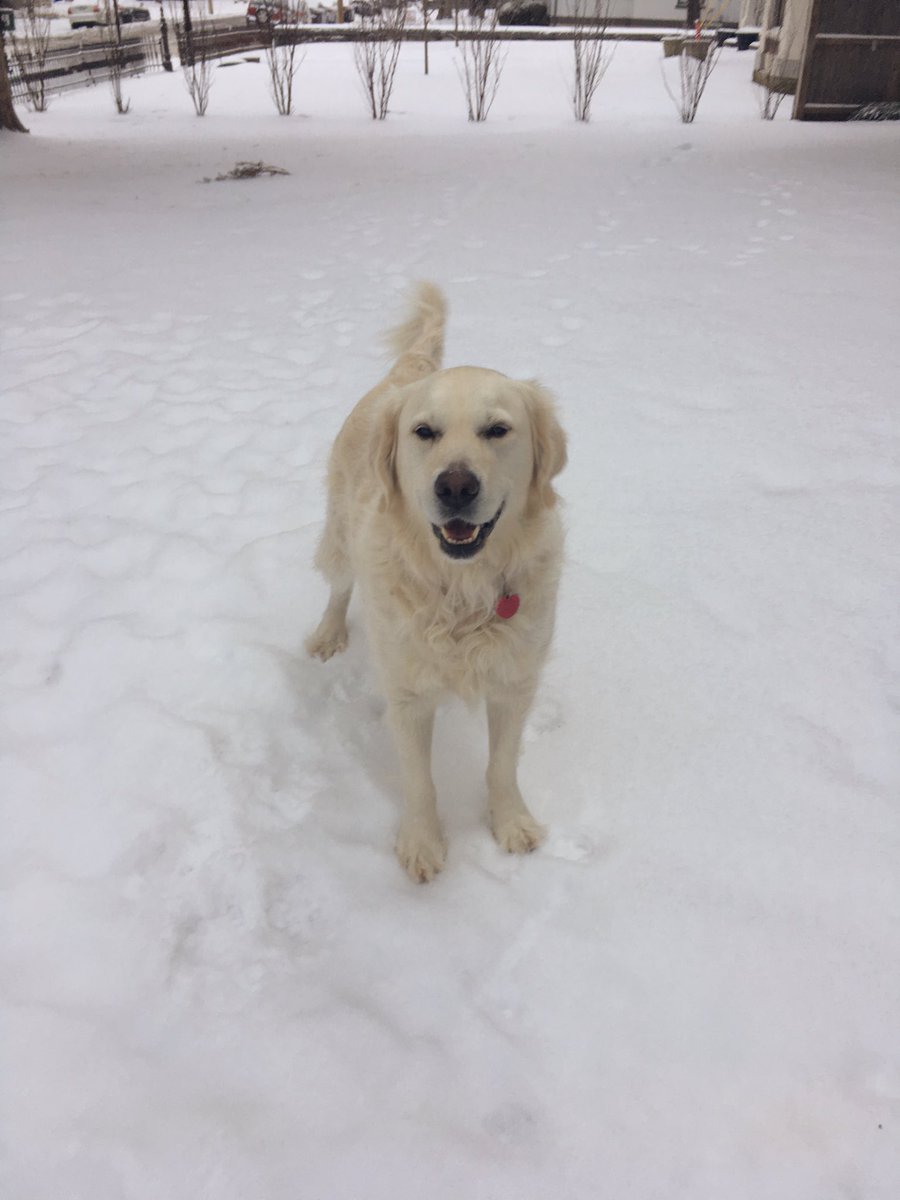 morgangoetz13's tweet photo. Happy polar bear in the snow 💙 https://t.co/E87Ujwsmeb