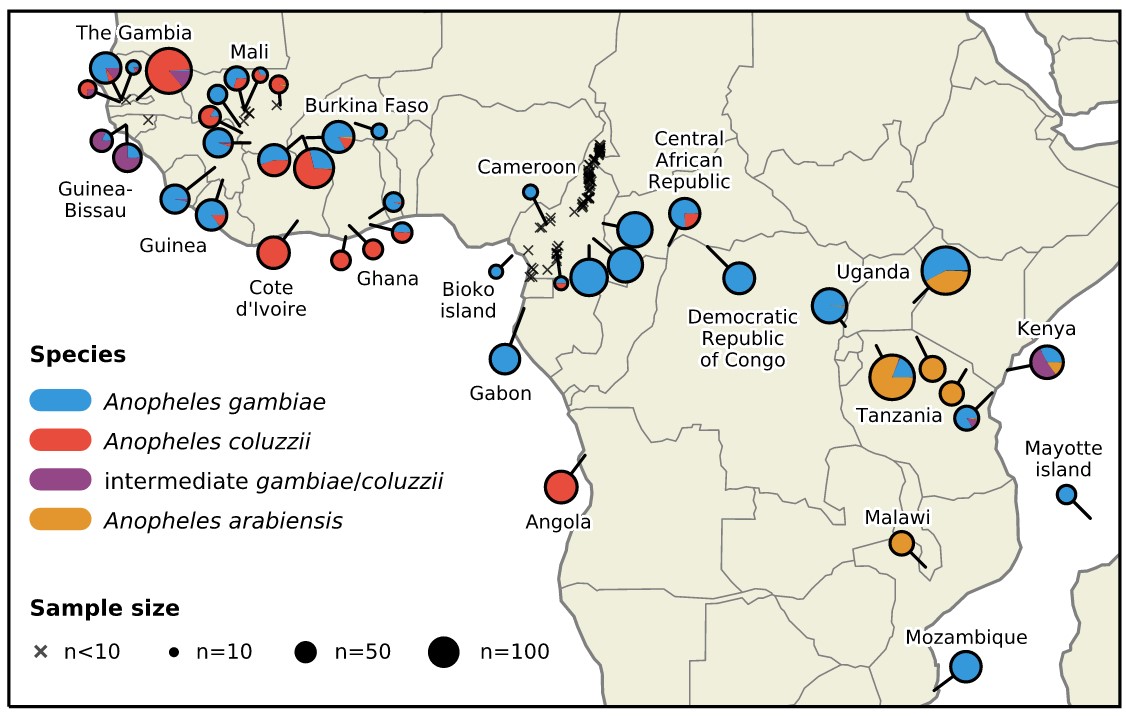 The data release includes single nucleotide polymorphism (SNP) calls from Illumina deep whole-genome sequencing of 2,784 wild-caught mosquitoes from 19 countries, & 297 individuals from 15 lab crosses. 3 mosquito species are represented: An. gambiae, An. coluzzii & An. arabiensis