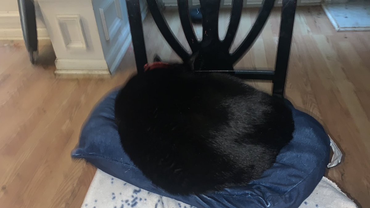 First2Respond's tweet image. Damn it. Stole my pillow.