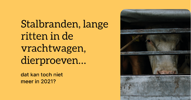 D66's tweet photo. Staarten van varkens die worden afgeknipt? Stalbranden? Lange ritten met honderden dieren in een vrachtwagen? Wij willen dat er een einde komt aan de bio-industrie. 

🐷 Beter voor dierenwelzijn.
🌳 Beter voor de natuur en het klimaat.
🏃‍♀️ Beter voor jouw gezondheid.