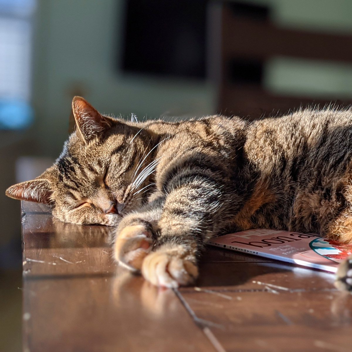 sayitagainjen's tweet photo. @rachelesterline @jessicatramonta @GregRokisky @CMPRSA @AliciaP_13 @Camara_Lewis @HelenKorneffel @lisabiering #PetsOfPRSA https://t.co/XfCFqhIEoe