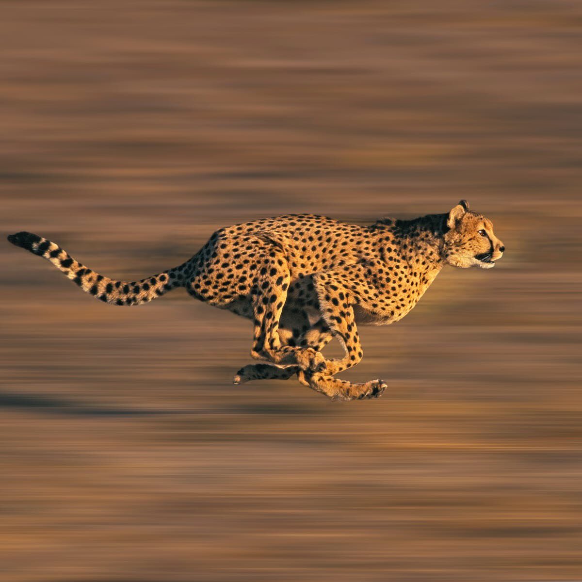 Retlouping's tweet photo. Humans are the only animal on the planet that argues, discusses, tweets, repeats and ponders on how to get muscles strong.

Other animals just get on with life and function. https://t.co/D3QhlCrJ3d