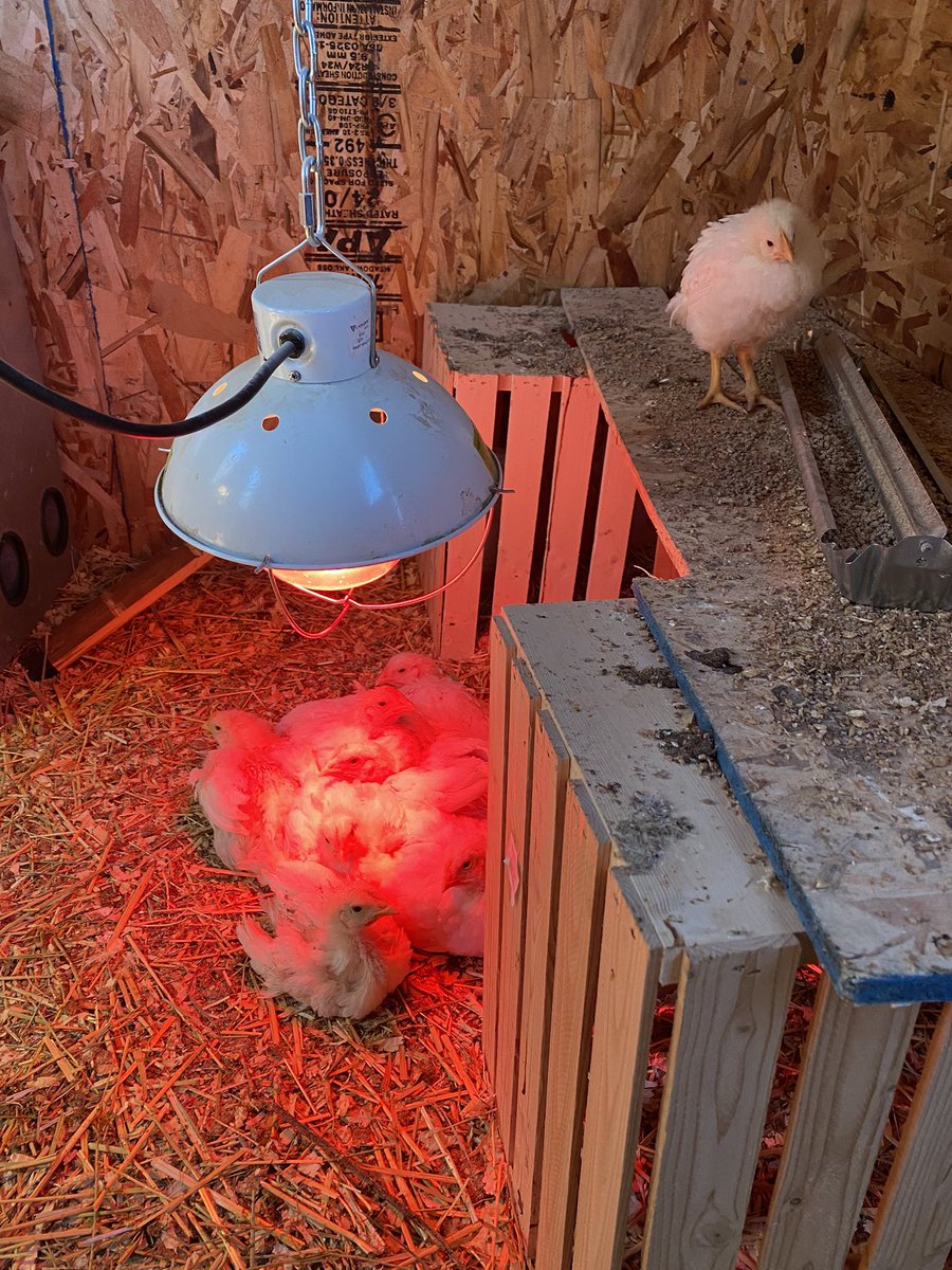 mr_redpath's tweet photo. Great way to start my morning by checking in with our feathered friends #rosemarychickens https://t.co/CmmBNcuquo