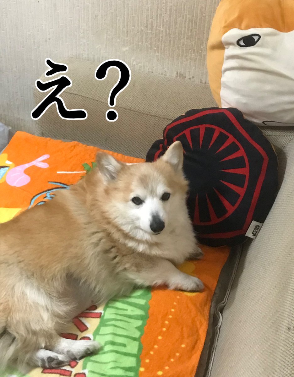 普段カメラ目線を全拒否する犬がガン見するとき それは何かの催促 なでれ ほりシンの漫画