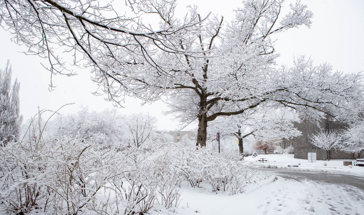McMaster's campus is closed Tuesday Feb. 16 due to inclement weather. Employees who work remotely will continue to do so. Employees who have been working on campus will not come to work, unless deemed essential by the storm emergency policy. bit.ly/3u0aoLo