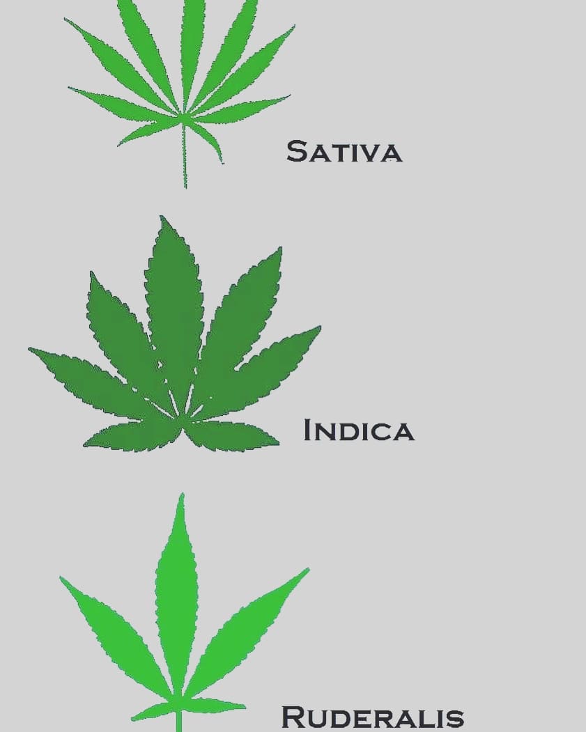 HempModern's tweet photo. Which one? https://t.co/AqKBNrbQCS