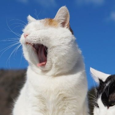 kagemeow — a thread;