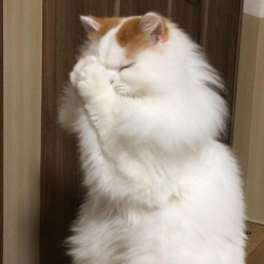 kagemeow — a thread;