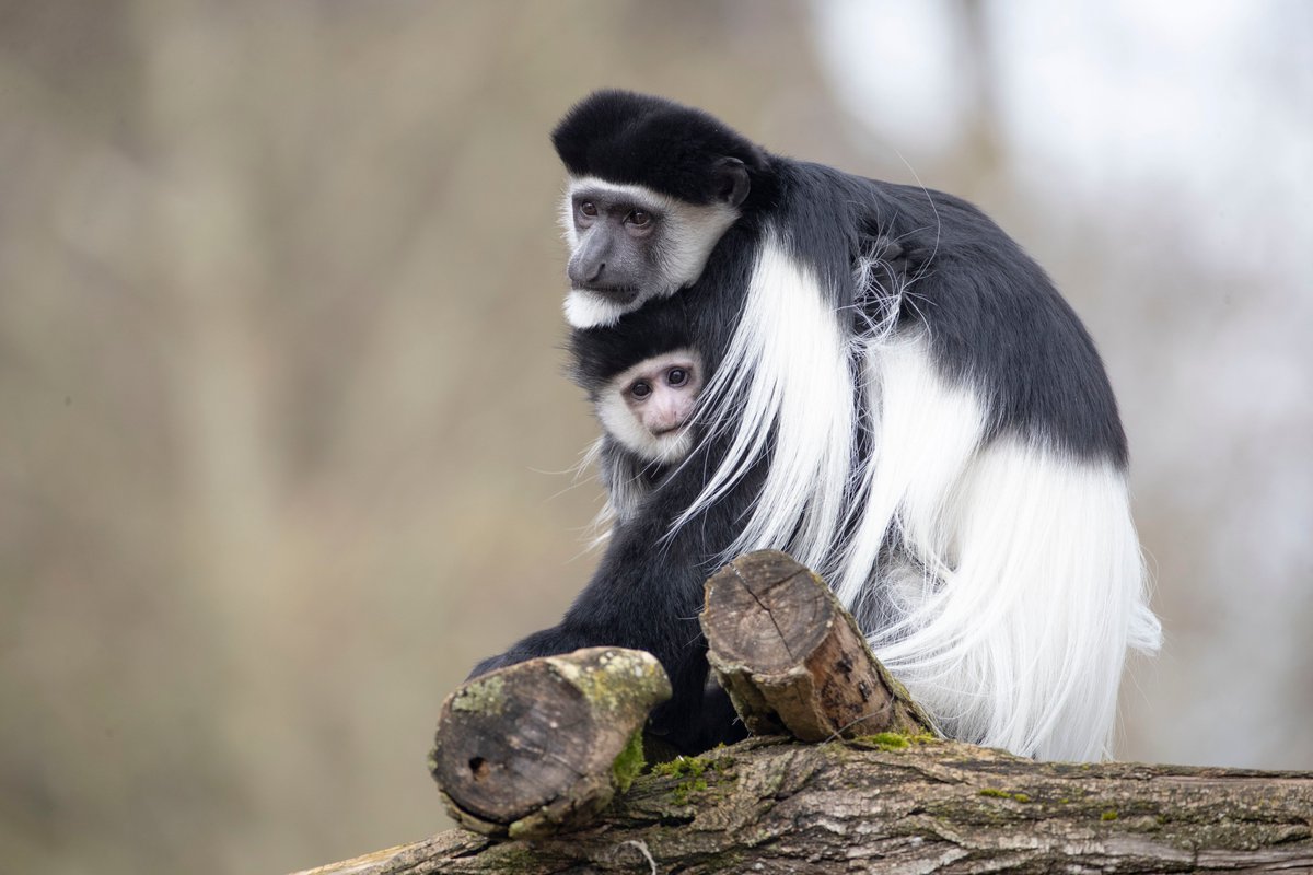 zoobeauval's tweet photo. On vous partage de nouvelles images de nos 2 jeunes #colobes guéréza, prises cette fois-ci à l’extérieur de leur maison ! 📷#JeudiPhoto https://t.co/RBZiYGntbg