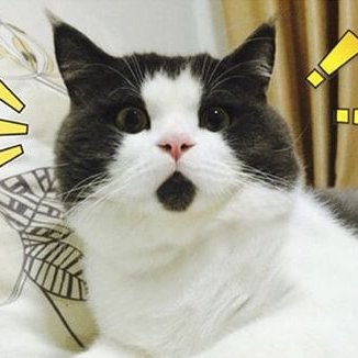 kagemeow — a thread;