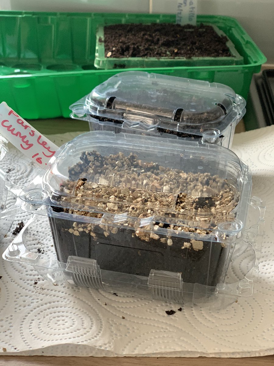 Half term hijinks 🌱
Old blueberry cartons sitting in old egg box lids make great mini propagators! Great activity for kids too. 😄
#dowhatmakesyouhappy #allotmentlove #reducereusercycle #noplanetb #growwiththeflow