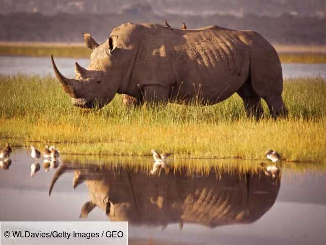 "Le Kenya Wildlife Service (KWS) a annoncé qu'aucun rhinocéros n'avait été victime du braconnage en 2020. Cela faisait 21 ans qu'un tel évènement n'était pas survenu, le pic ayant été observé en 2013 avec un total de 59 rhinocéros tués." #braconnage
geo.fr/environnement/…