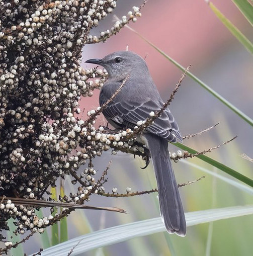RareBirdAlertUK tweet media