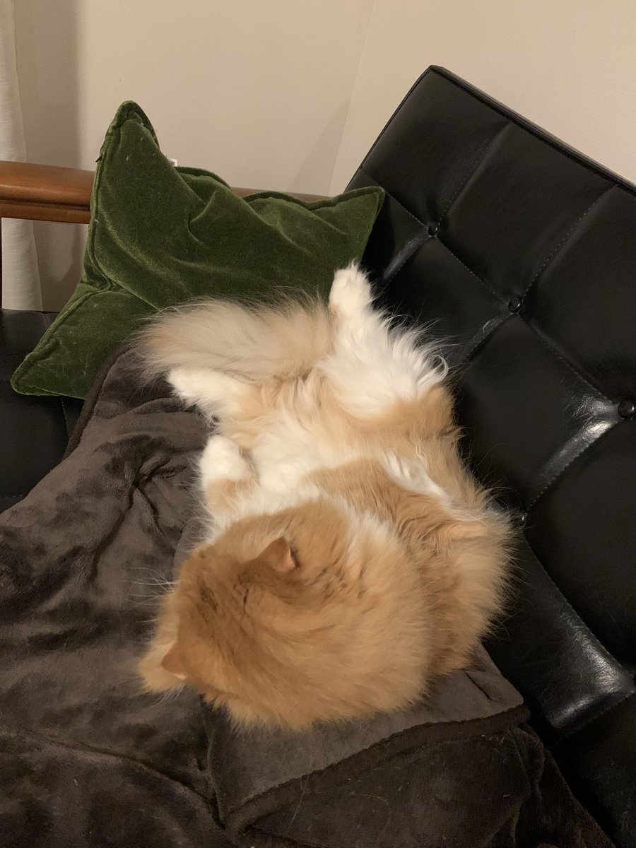 hal_mki's tweet photo. ソファーを独占するハル #cat #scottish #scottishfold #cutecat #sweetcat #nekostagram #catstagram #instacat #catlover #catcircus #猫 #ねこ #スコ #スコティッシュ #スコティッシュフォールド #茶トラ #ねこ部 #長毛茶トラ猫会 https://t.co/jRQevnjz7t