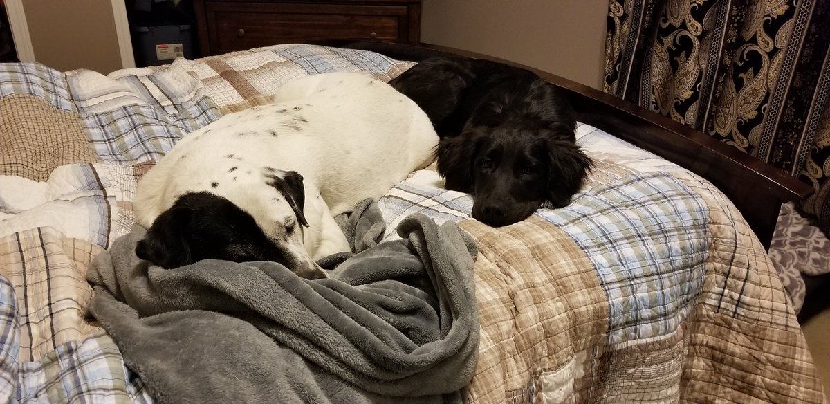 JustZac54's tweet photo. @kcgat Clicked on the comments to see others people's puppies... was utterly disappointed... so I'm here to fix it! 

The puppy will watch TV with you and growl at "danger" on screen. https://t.co/kbWyT0uQiP