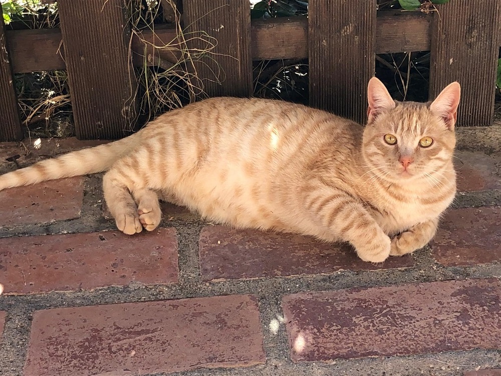 Si cerca casa per questa bellezza - tesoriaquattrozampe.it/si-cerca-casa-…