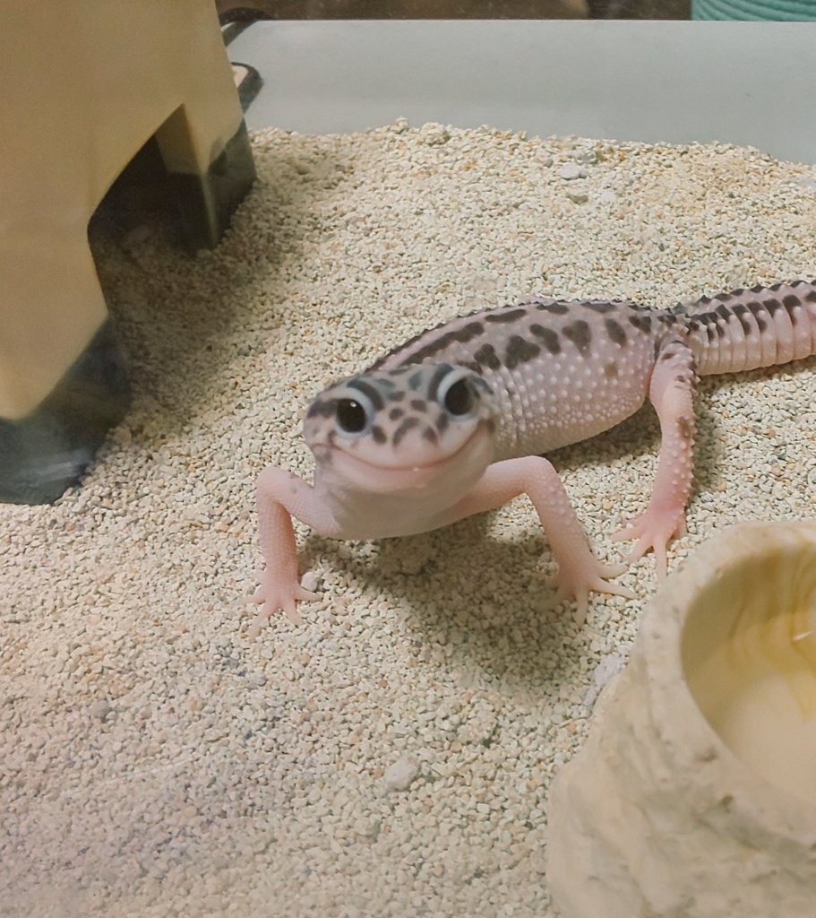 飼育係でぐ 今まで冷凍コオロギの解凍は お湯に直接ドボンしてましたが 湯煎という方法もあるのね 普段料理しないからそんな発想なかった 勉強になるわぁ レオパ ヒョウモントカゲモドキ T Co Fjnbzk6ni6 Twitter