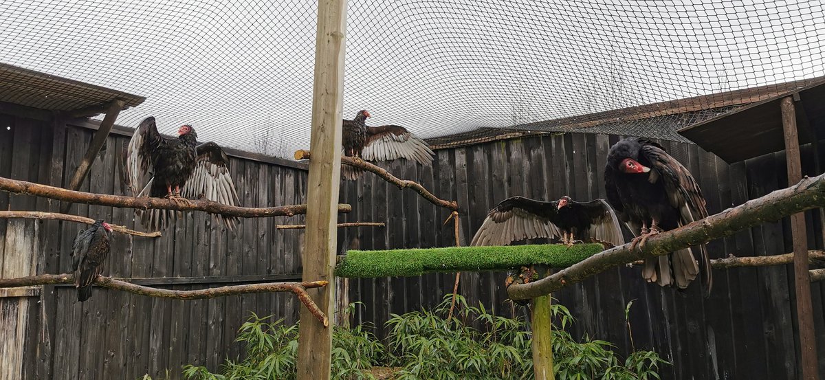 Some very damp vultures this morning. Stretching their wings wide open to dry off as quickly as possible.

So very clever!

#Vulture #milletsfalconry