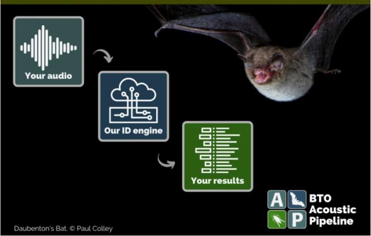 Have you tested out the BTO Acoustic Pipeline for the sound identification of bats, small mammals, bush-crickets, moths… yet? bto.org/pipeline