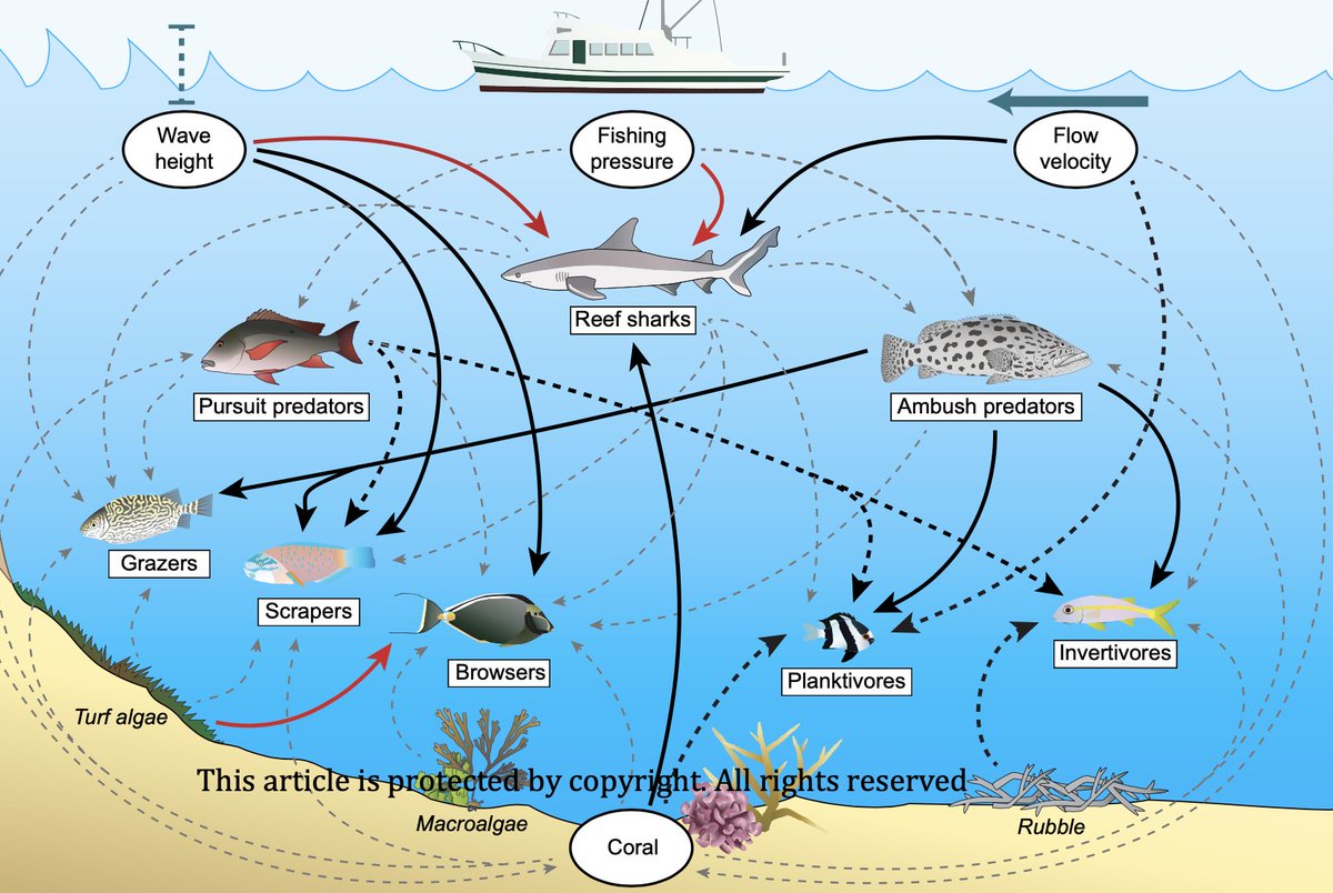 Coral Reef Food Web