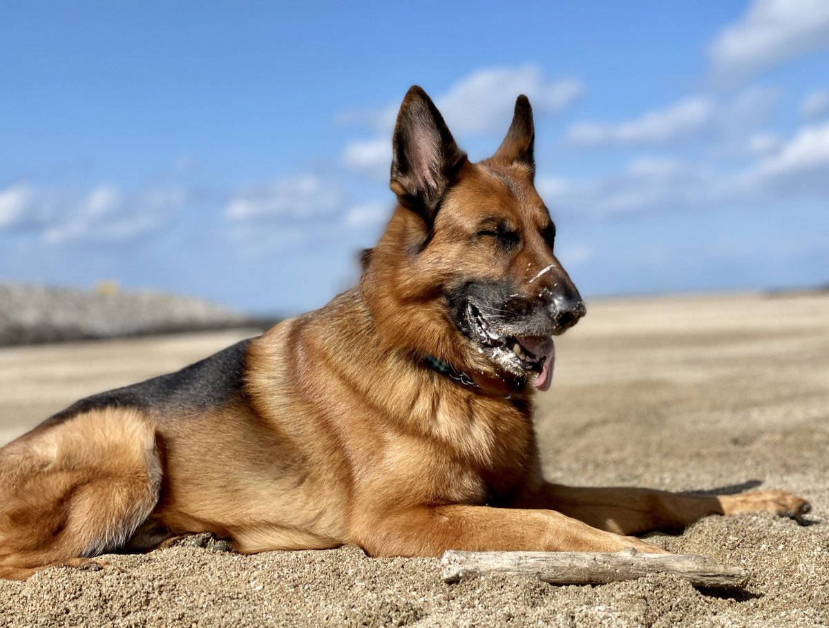 Cynthia Pa Twitter ヨダレ付いてるけど カッコイイじゃないかーー