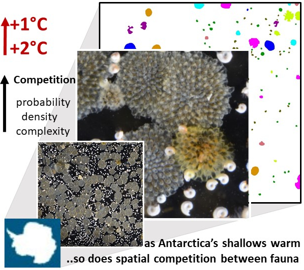 ICEBERGS_JCR's tweet photo. New paper https://t.co/RLrNy2sVHE showing what life in #Antarctica 's shallows may look like with 1°C #warming (30 years time?); tough and complex competition for space. #SouthernOcean @NERCscience https://t.co/2Pg3uNX2eJ