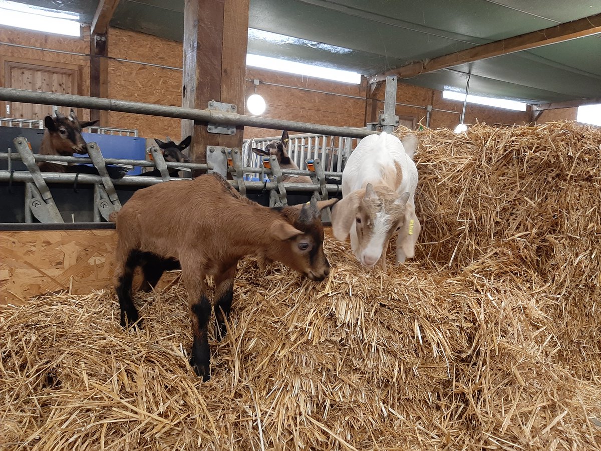 BoyerCl's tweet photo. [ ValCabri 🐐🍼]
Ce matin c'était tournage vidéo 🎥📷 de nos chevreaux Boer et Alpin 🐐 par @Philippe_Berte 

Au programme de ce montage : la mise en avant des résultats des croissances et de la viande de chevreaux de différents types génétiques : Boer, Pyrénéen et Rove. https://t.co/GMVpoC5oLl