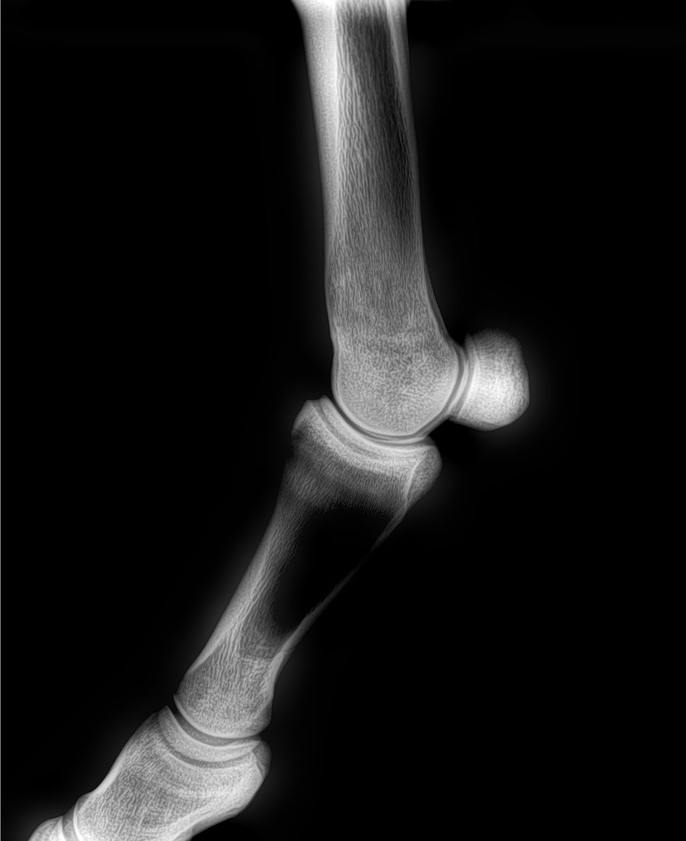 Just been looking for some example X-rays for a colleague
Came across this image- demonstrating over saturation of a DR panel.
The user complained about the system, and refused to change the exposure as
 'That's what I always use'...
#vettwitter #radiography #planetRVN #equinevet