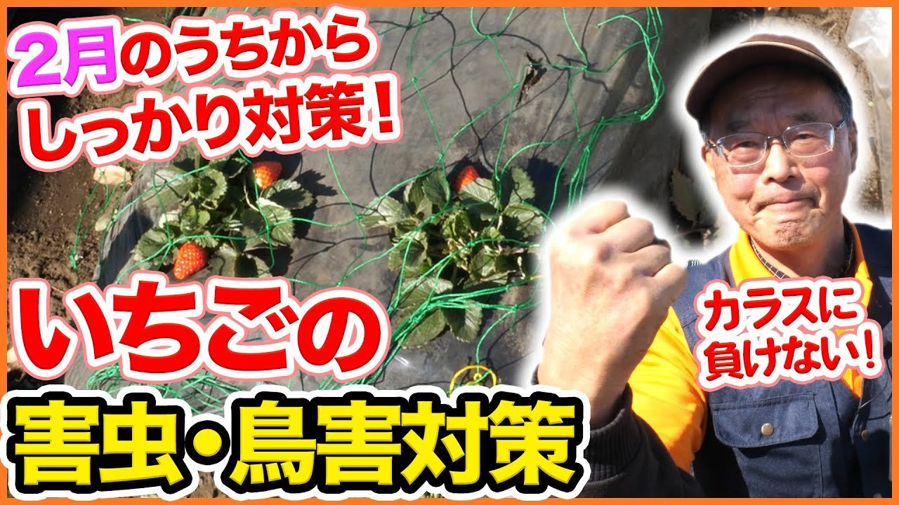 シェア畑 サポート付き貸し農園 今回はいちご栽培で脅威となる 害虫や鳥害の対策方法について解説 大事ないちごをカラスに食べられないようにするコツとは T Co Egrulxq0xv いちご 農園 家庭菜園 害虫対策 害鳥対策 イチゴ 苺 育て