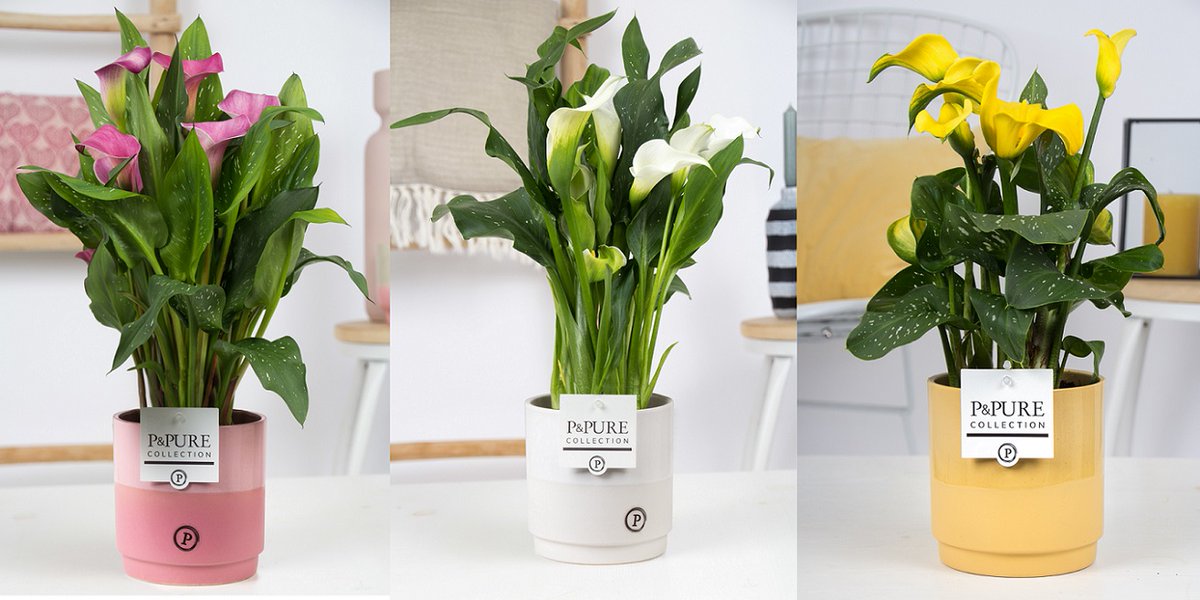 Ook leverbaar vanaf maandag a.s. .... #Zantedeschia mix in #Juliette #keramiek 3 assorti. Indien gewenst is dit item ook op kleur leverbaar <a href="/PPurecollection/">P&Pure Collection</a>. #Informeer naar ons gehele assortiment !
#calla #interieur #sfeer #plants