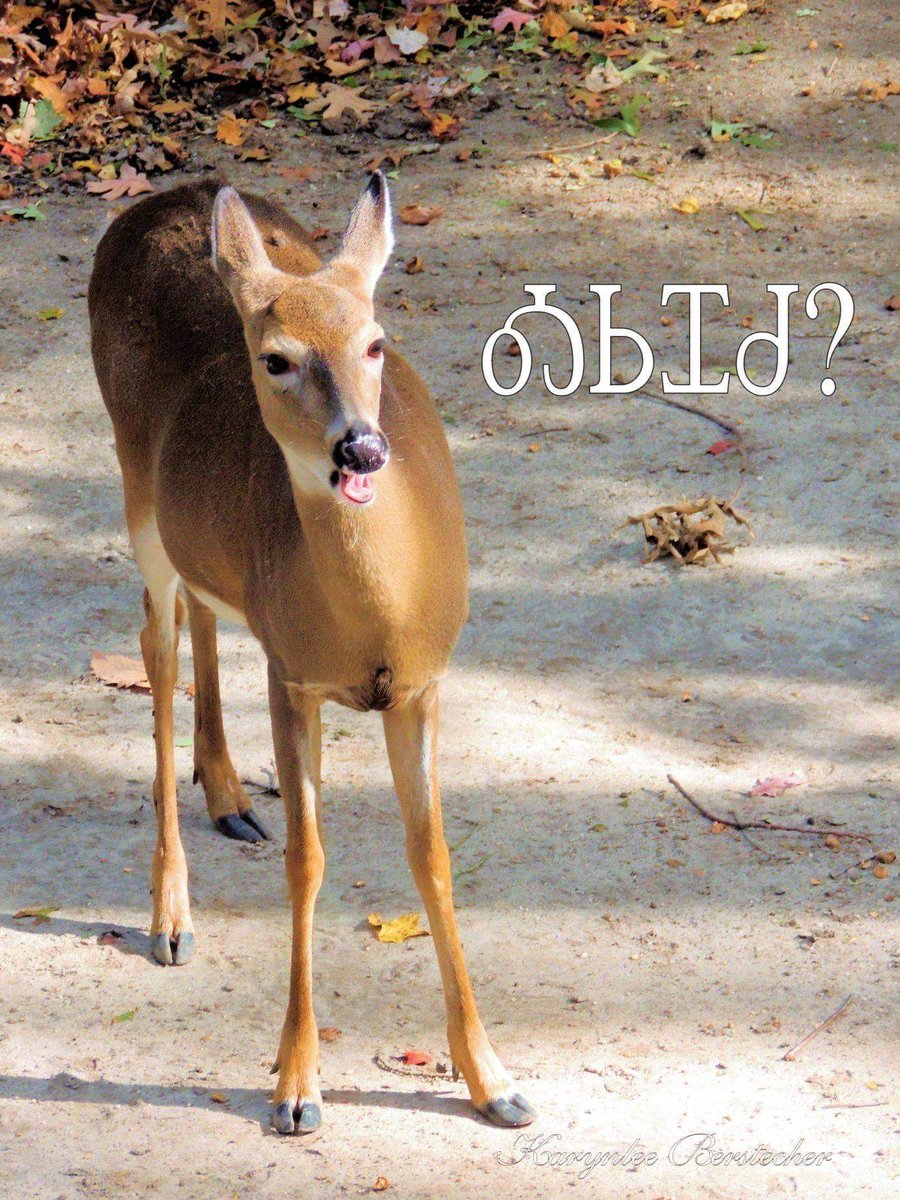 SoulfulStuff1's tweet image. Siyo! Osigwatsu? Hello! Are you good? #learnCherokee #cherokeelanguage #endangeredlanguage #Cherokee