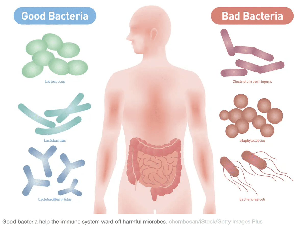 WellHumans's tweet photo. A healthy microbiome builds a strong immune system that could help defeat COVID-19 https://t.co/dZasOoEFDS #WellHumans #GutHealth #NutritionCoach https://t.co/9ciJep72eS