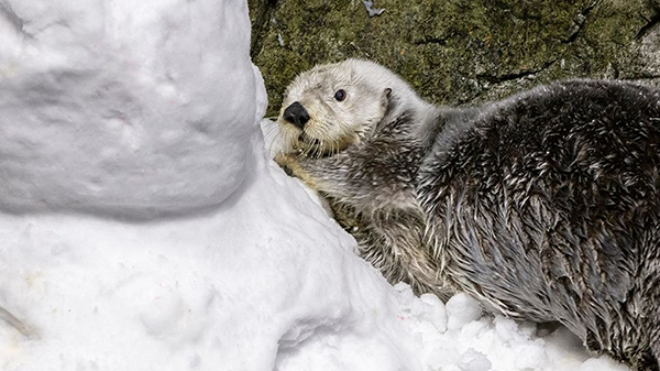 TheDailyOtter's tweet photo. Sea otter is hard at work creating a snow sculpture https://t.co/LntsDC95WY 📸: @shedd_aquarium https://t.co/3nqto3dujf