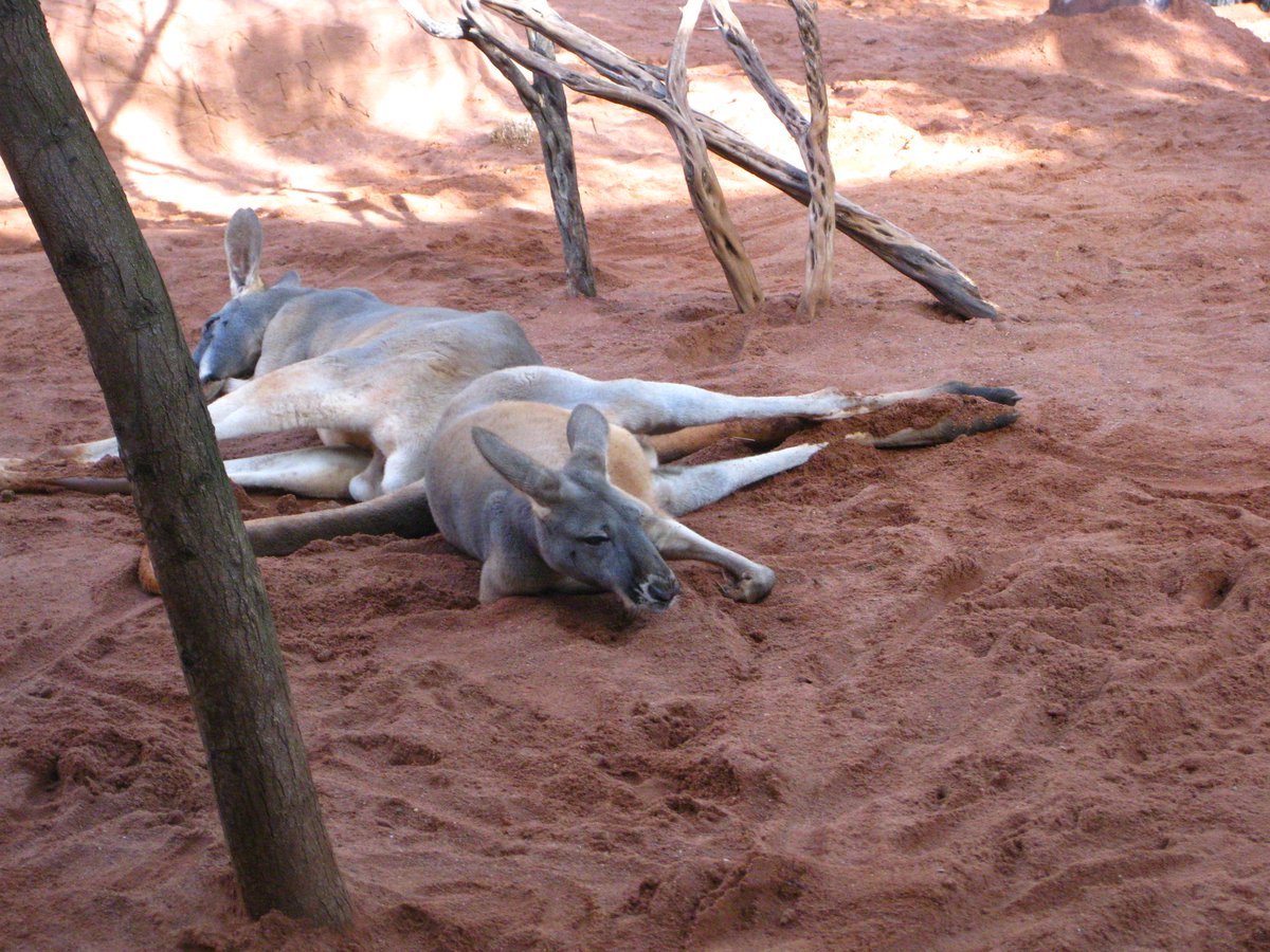 まめふく シドニーの動物園 世界一凶暴な鳥ヒクイドリとぐーたらしてるカンガルー あーことでびさまと行くイッテv