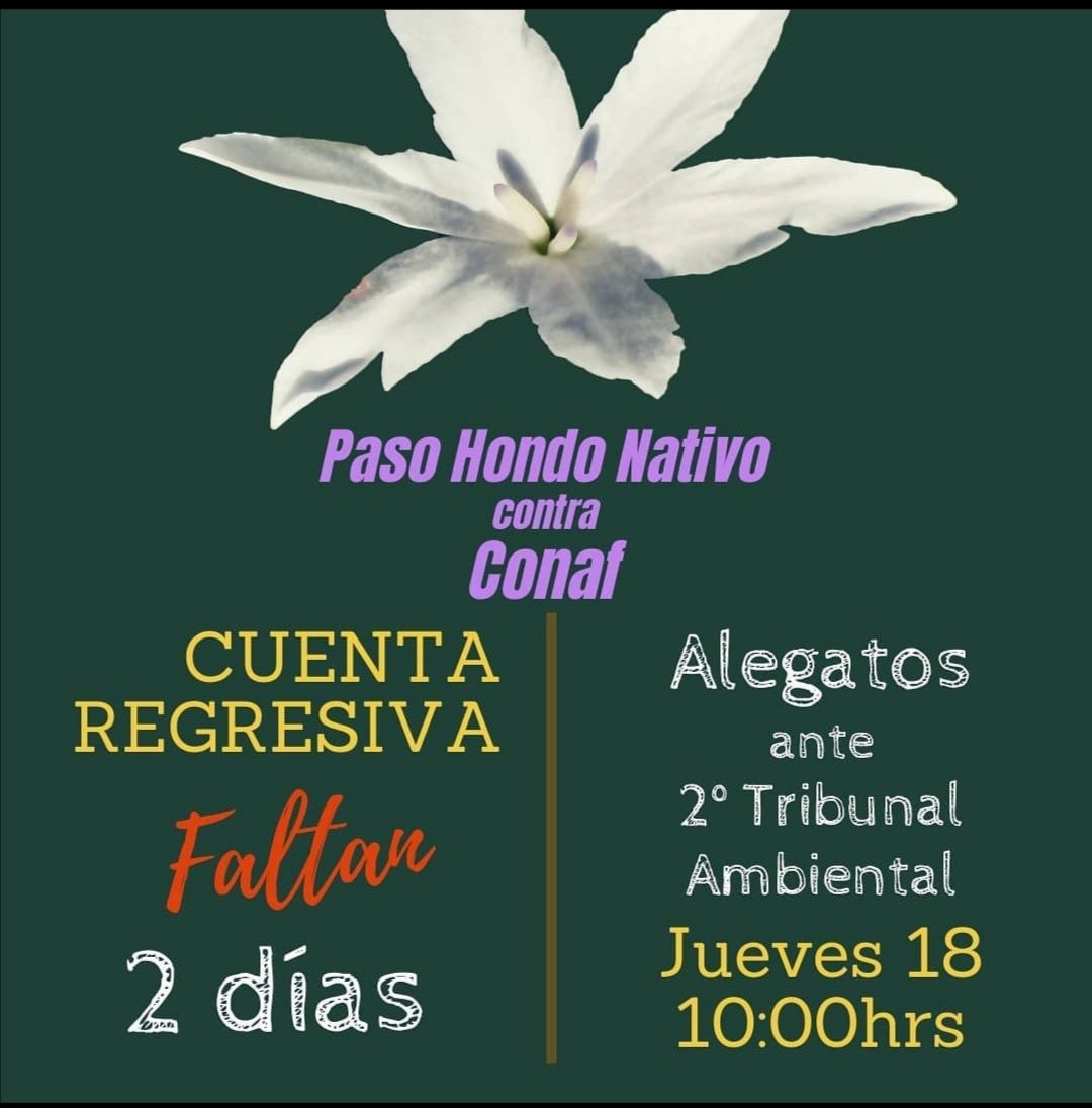 [DIFUSIÓN] 2 días para el alegato de los defensores ambientales de paso hondo. ¡Mucha suerte!
.
#nomasinmobiliarias
#noaltroncalnorte
#tribunalambiental
#bosquenativo
#esclerófilo
#pasohondo
#quilpué