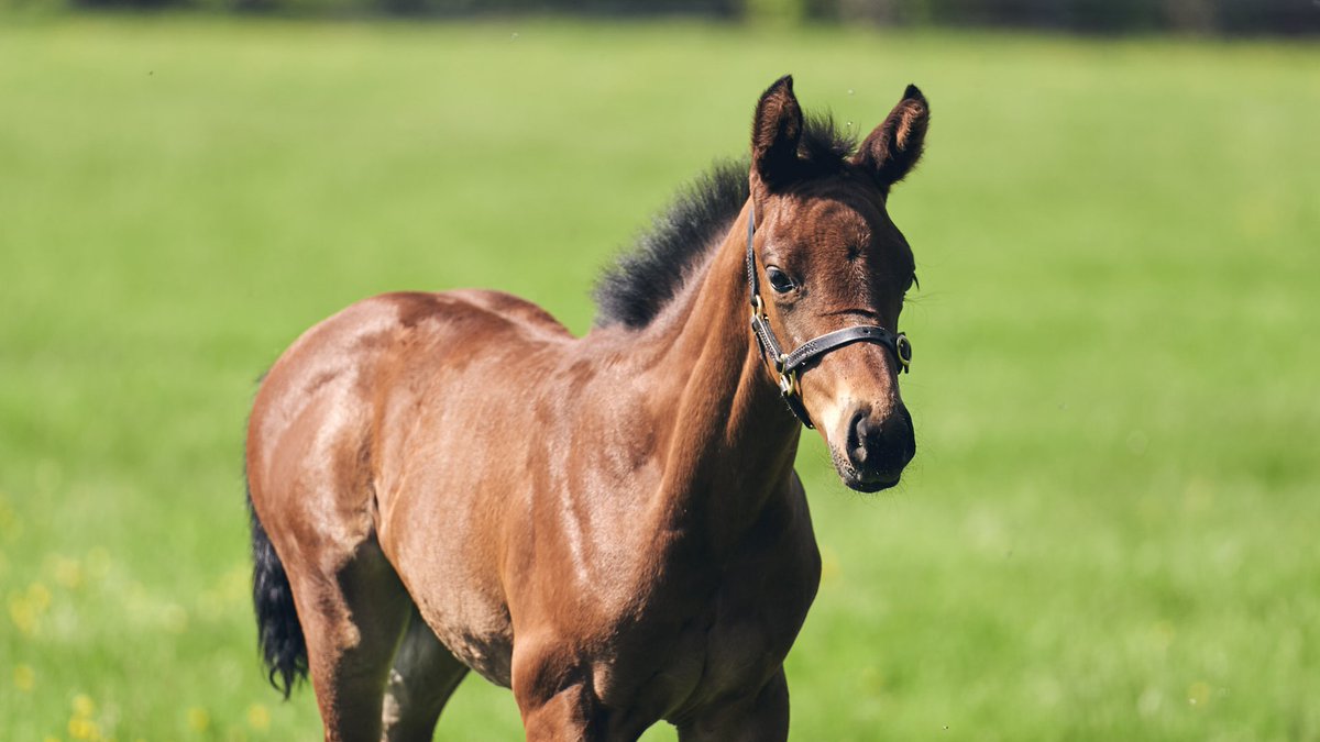 JETS4Jockeys's tweet photo. Have you seen @NatStudTraining 2021 Evening Lecture Programme? A series of online lectures covering an extensive list of topics. A great way to learn more about the breeding industry.
#veterinary #pedigrees #consigning #studroles
Find out more: https://t.co/z0bmJpugBX https://t.co/zfVXCyeH0x