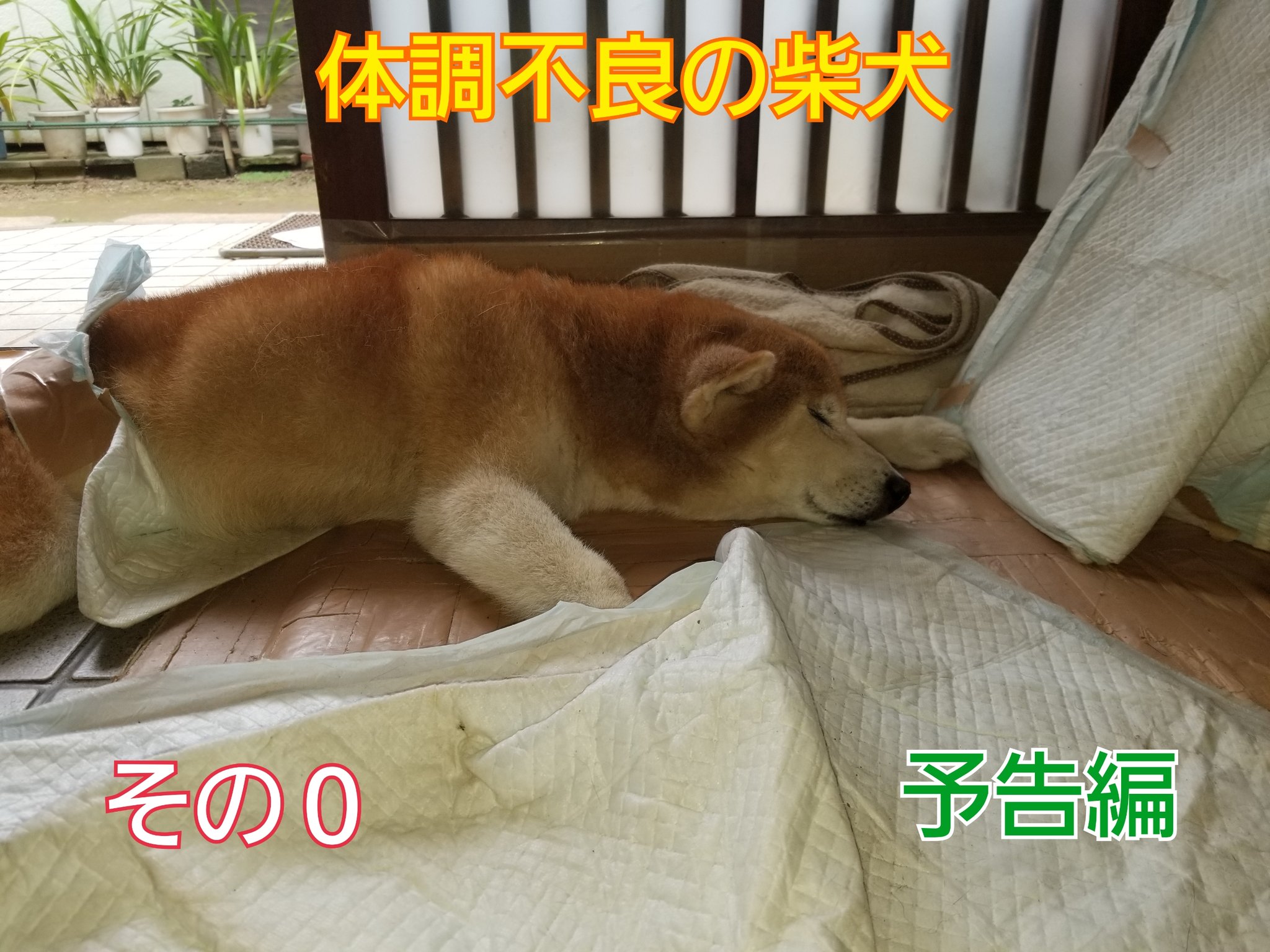 車椅子の柴犬チャチャの 毎日お散歩日記 体調不良の柴犬 その 抱っこ編 カートに乗っている間は うつ伏せ の状態です 寝ている姿勢と同じなので イヤなのかな と思い それからは 抱っこをして 近所や庭を歩いて回る 散歩をするようにしま
