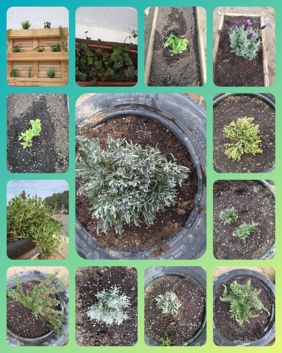 Y sin darse cuenta, los alumnos de infantil descubren cómo van creciendo las plantas que ellos mismos miman y cuidan día a día. En el aula de la 🏞 Naturaleza observan su realidad próxima y aprenden jugando.
<a href="/iSostenibilidad/">OBSERVATORIO SOSTENIBILIDAD 🌱 (desde 2005)</a> <a href="/MedioAmbAND/">Consejería de Sostenibilidad y Medio Ambiente</a> <a href="/coopdezuera/">Cooperativa de Zuera</a> @ayunzuera <a href="/Cooper2030ods/">Agenda 2030 ODS</a>