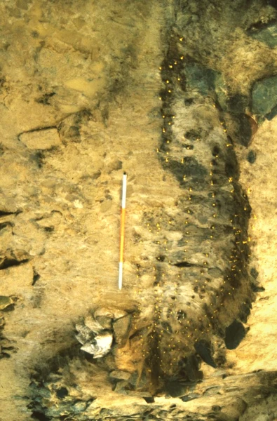 The  #Vikings had dug too large a pit and the 6.5m-long vessel was surrounded by stone 'packing' to keep it in placeThough the wood had long-rotted away, 300 rivets were found.The image below shows where the rivets were placed.