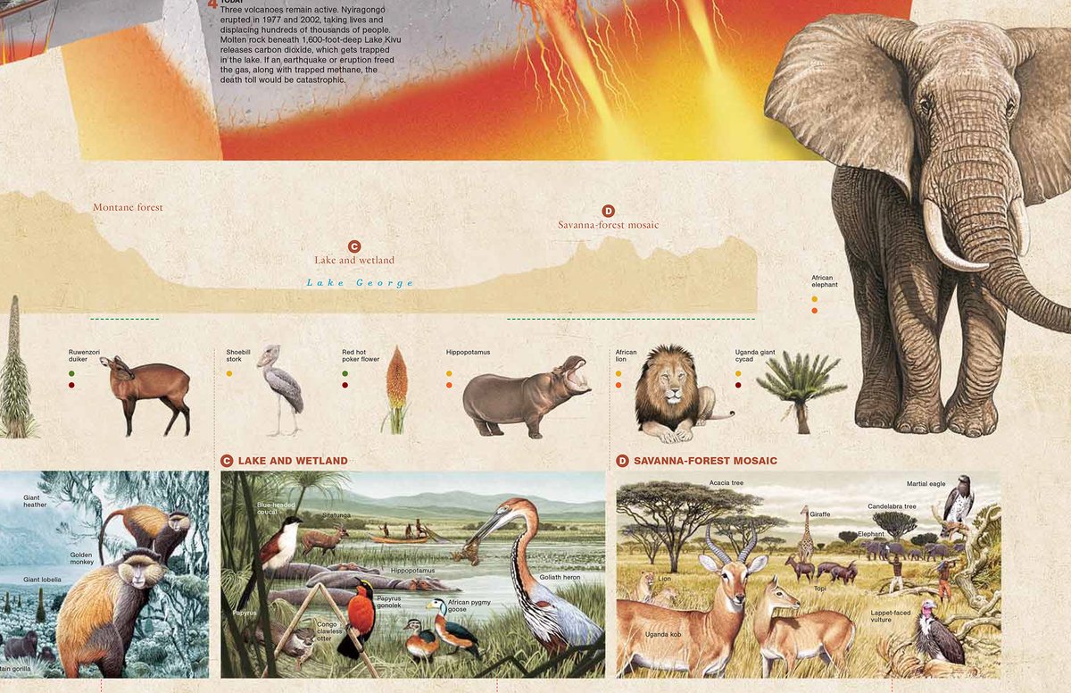 One of the large posters from my time at National Geographic. The Great Rift Valley. I enjoyed working with great specialist artists Gary Hincks (Geology) and Aldo Chiappe (wildlife).
#infographic #scienceillustration #informationdesign